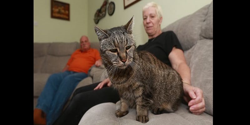 Le Chat Le Plus Age Du Monde Decede A 32 Ans