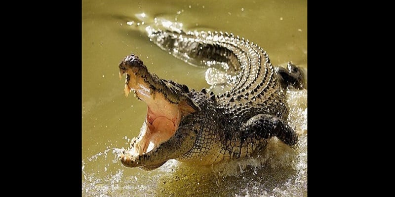 Ouganda Une Mere Et Son Bebe Devores Par Un Crocodile