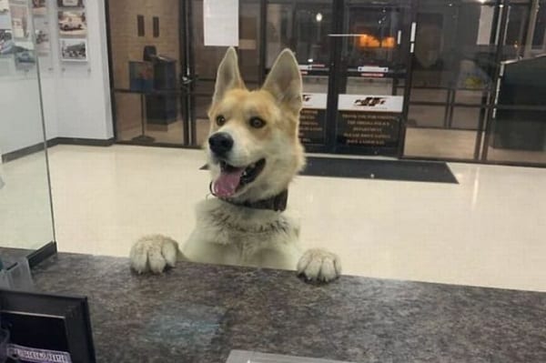 USA: Un chien perdu ''se déclare disparu'' au poste de police
