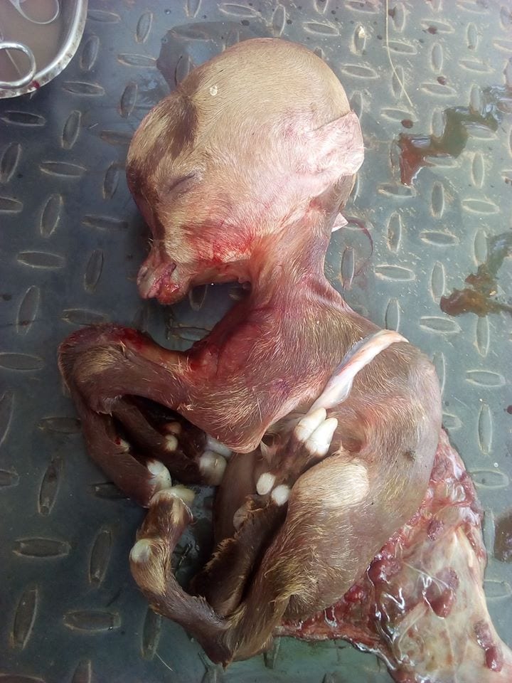 Nigeria: Une chèvre donne naissance à un petit avec un crâne de forme humaine-Photos