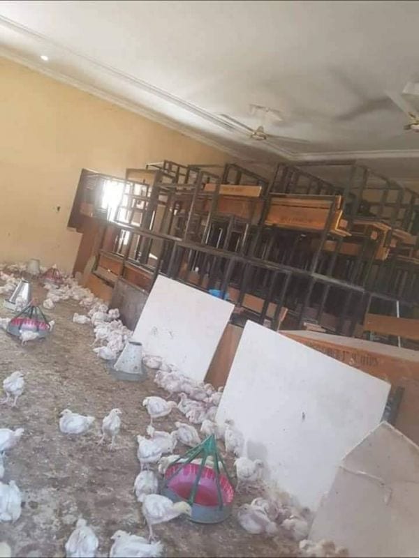 Nigeria: une salle de classe d’une école transformée en poulailler