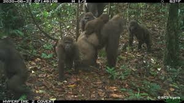 Une espèce de gorilles la plus rare au monde photographiée avec des bébés au Nigeria: Photos