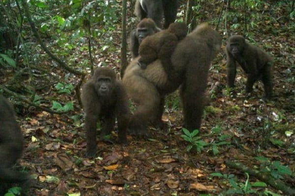 Une espèce de gorilles la plus rare au monde photographiée avec des bébés au Nigeria: Photos
