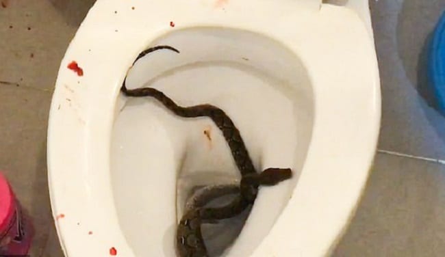 Thaïlande : un python mord le sexe d’un adolescent assis sur les toilettes