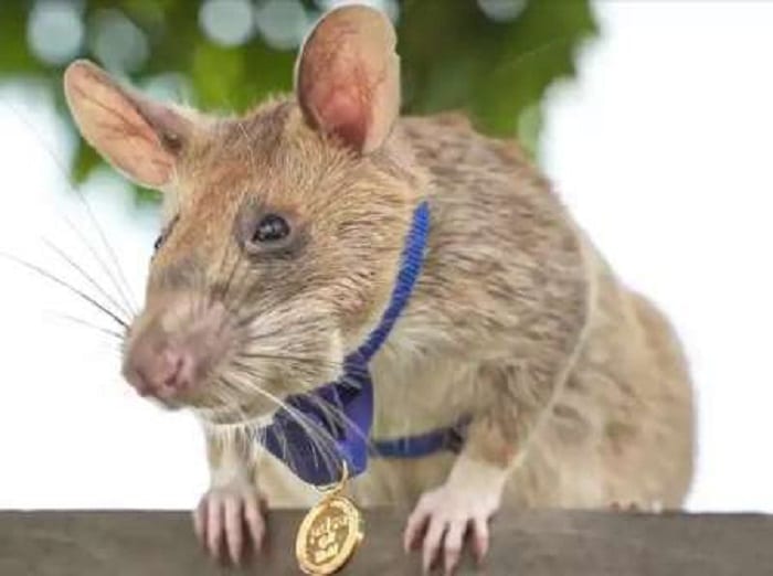 Un rat reçoit une médaille d'or miniature pour sa bravoure