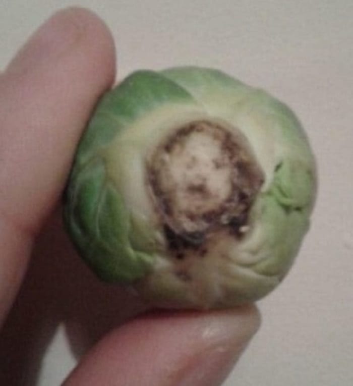 5fe3759d296d5 - Angleterre: une mère prétend avoir vu le visage de Jésus dans un légume (Photo)